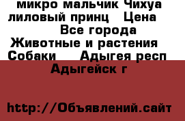 микро мальчик Чихуа лиловый принц › Цена ­ 90 - Все города Животные и растения » Собаки   . Адыгея респ.,Адыгейск г.